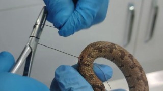 Üzerinden araç geçti, tedavi edildikten sonra doğal ortamına bırakıldı