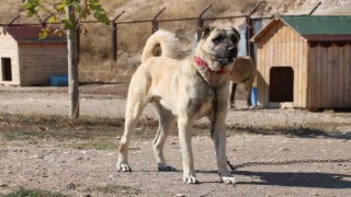 Uzmanı gerçek kangal köpeklerinin özelliklerini anlattı
