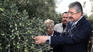 Vali Yılmaz, Zeytin Hasadına Katıldı