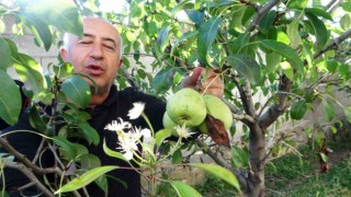 Vanda çiçek açan armut ağacı şaşırttı