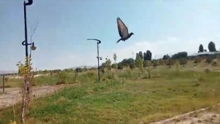 Vanda tedavisi tamamlanan kuşlar doğaya salındı