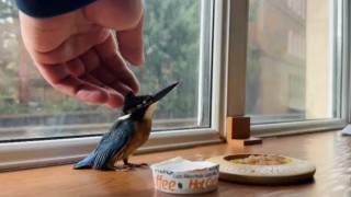 Yalıçapkını, Tatvanda bitkin halde bulundu