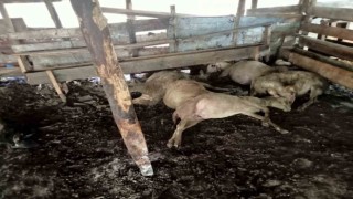 Yalovadaki sokak köpekleri 10 koyunu telef etti, 15ini de yaraladı