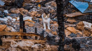 Yangında 6 yavrusunu kaybedip günlerce enkazdan ayrılmayan kedi, annesiz kalan yavruyu sahiplendi