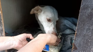 Yaralı köpek uzatılan el ile hayata tutundu