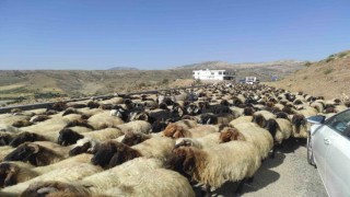 Yayla sezonunu kapatan göçerler, 2 ay süren yolculuğa başladı