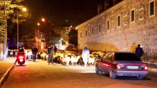 Yayladan indiler şehir merkezinden geçtiler: Koyun sürüsünün yolculuğu kamerada