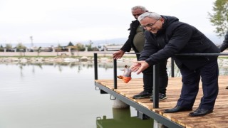 Yedigöllere Koi balığı bırakıldı