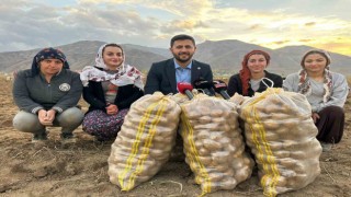 Yüksekovanın toprağından bereket fışkırıyor: Ton ton patates elde edildi