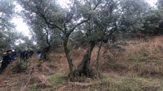 Zeytin ağacına asılı bulunan kadın çocuklarını sevgilisine emanet etmiş