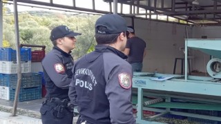 Zeytin bahçelerinde polis göz açtırmıyor