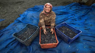 Zeytin hasadı için geri sayım başladı