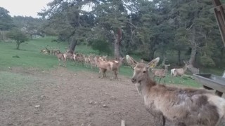 12 kızıl geyik üretilerek doğaya salındı