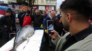 2 metreden büyük orkinosu görenler telefona sarıldı