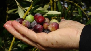 300 yıllık zeytin ağaçlarında rekolte düşük verim yüksek