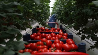 5 aylık hasat döneminde 500 ton domatesle rekor üretim