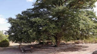 700 yıllık meşe ağacı tescillendi