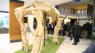 7,5 milyonluk fosil faunası sergilenecek