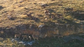 9 milyon yıllık kanyondaki dağ keçileri dron ile görüntülendi