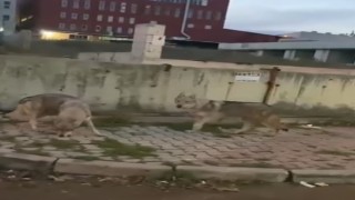 Aç kalan kurtlar İstanbulda şehir merkezine indi