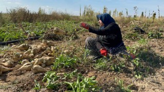 Afyonkarahisarda pancar söküm sezonu sürüyor