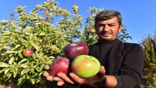 Ahlat elması yurt içi ve yurt dışı pazarında