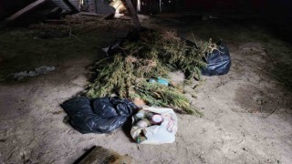 Ahşap baraka içerisinde ve çevresinde 22 kilo esrar ile 425 kök kenevir ele geçirildi