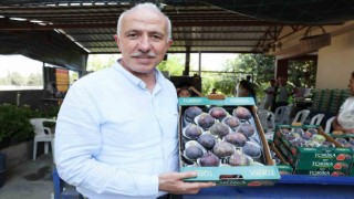 Akdenizli incir üreticilerine bilimsel destek