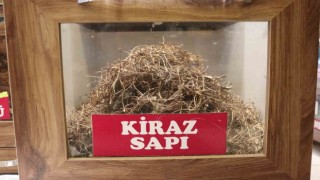 Aktar herkesin çöpe attığı kiraz sapının faydalarını anlattı