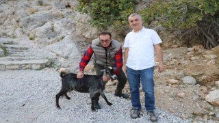 Alanyada tedavi edilen yaralı keçi doğaya bırakıldı