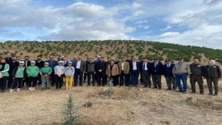 Alaşehirde 500 adet çam fıstığı fidanı dikildi