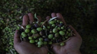 Altınözü zeytinyağı artık tescilli ürün oldu