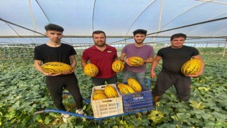 Antalya'daki örtü altı kavun hasadı yüzleri güldürdü