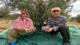 Antalyada şarkılı türkülü zeytin hasadı