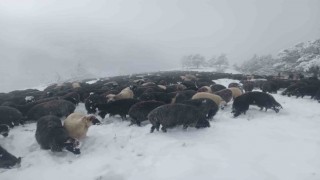 Artvinde ani bastıran kar sürü sahiplerine zor anlar yaşattı