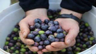 Artvinin Yusufeli ilçesinin ödüllü Butko zeytininin hasadına başlandı