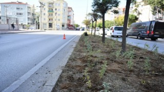 Atikhisar caddesi lavantalar ile donatıldı