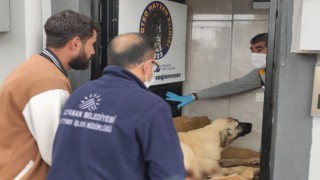 Av tüfeğiyle vurulan köpek yaşam mücadelesi veriyor