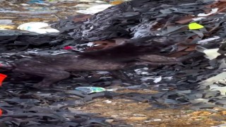Ayağına lastik dolanan köpeğin yardımına hayvanseverler yetişti