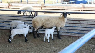 Aydın Büyükşehir Belediyesinin Sakız Koyunu Çiftliğinde doğumlar devam ediyor