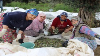 Aydında zeytin üreticisi zamanla yarışıyor