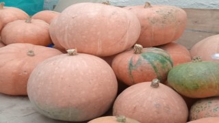 Aynı tohumdan 10 kat fazla ürün aldı