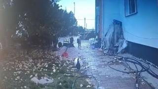 Bahçeye giren köpek, kaşla göz arasında tavuğu kaçırdı