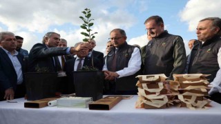 Bakan Özhaseki, ahlat ve alıç ağaçlarına aşılama yaptı