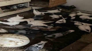 Bandırmada güvercin hırsızlığı