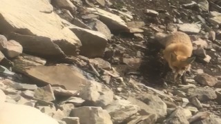 Baraj gölünde balık tutan vatandaşlar tilkiyi besledi!