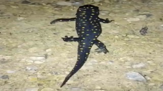 Batmanda nesli tehdit altındaki ‘sarı benekli semender görüldü