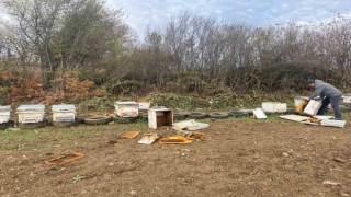 Bilecikte ayılar arı kovanlarına zarar verdi