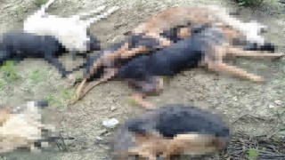 Bilecikte öldürülen sokak köpekleri ile ilgili 4 kişi gözaltına alındı