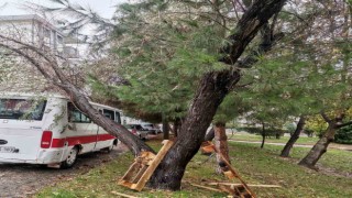 Bilecikte şiddetli rüzgarda yıkılan ağaç aracın üzerine devrildi